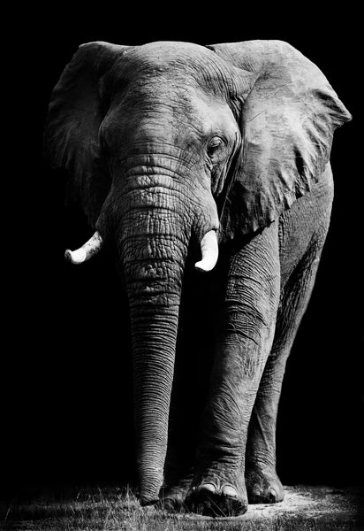ELEPHANT FRONT BLACK & WHITE