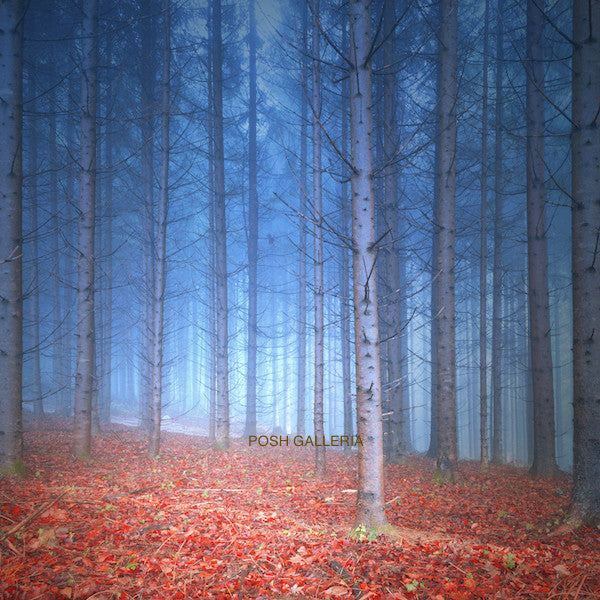 BLUE FOREST WITH RED AUTUMN LEAVES ON GROUND