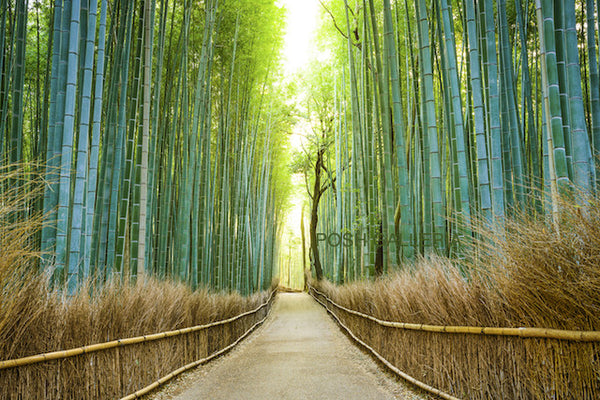 KYOTO, JAPAN - Arashiyama Bamboo Forest