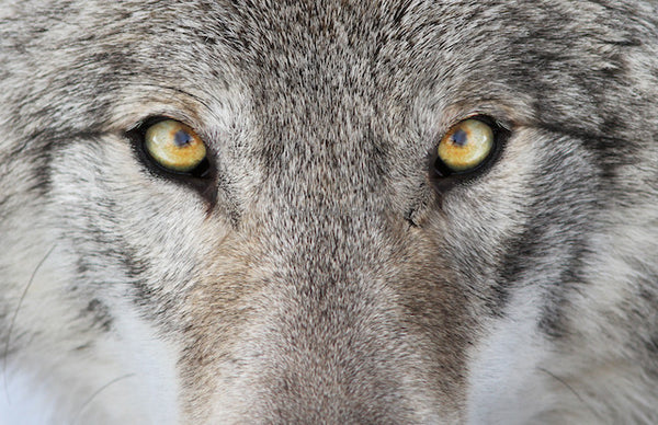 WOLF WITH HONEY COLOR EYES
