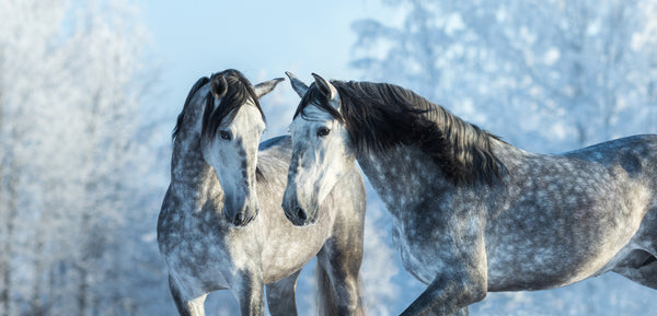 TWO GRAY SPOTTED HORSES