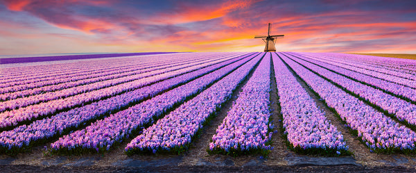 HOLLAND - Purple Hyacinth Flower Field