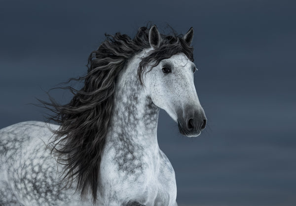 GRAY SPOTTED HORSE