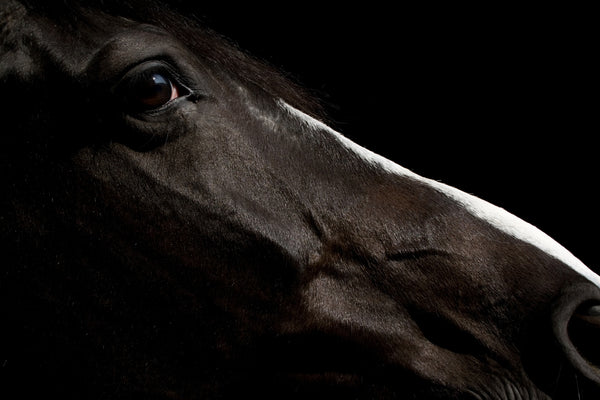 BLACK HORSE PROFILE