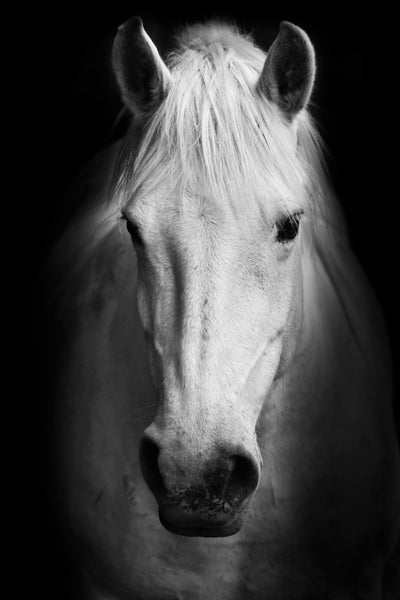 WHITE HORSE FACE