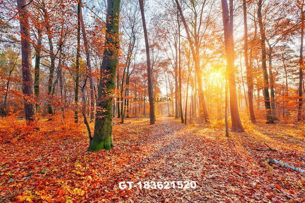 AUTUMN FOREST WITH BRIGHT SUN
