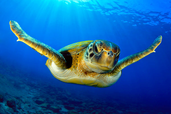 TURTLE SWIMMING IN BLUE WATER