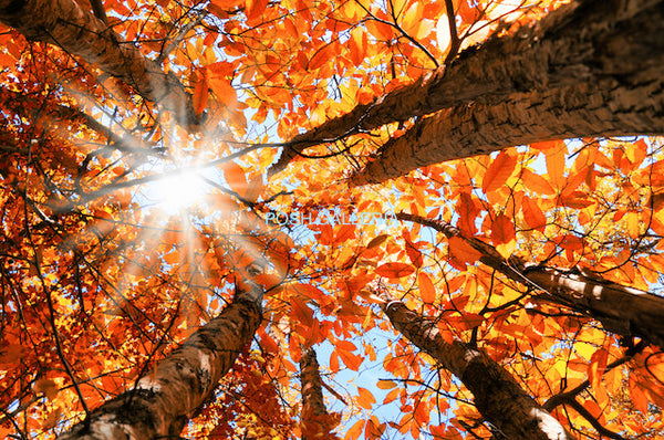 RED GOLDEN LEAVES FROM BELOW