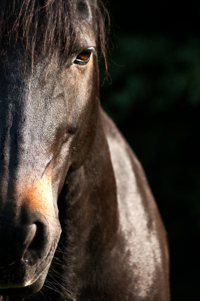 BROWN HORSE FACE