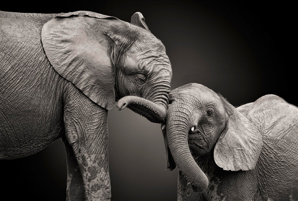 ELEPHANT MOTHER & CHILD