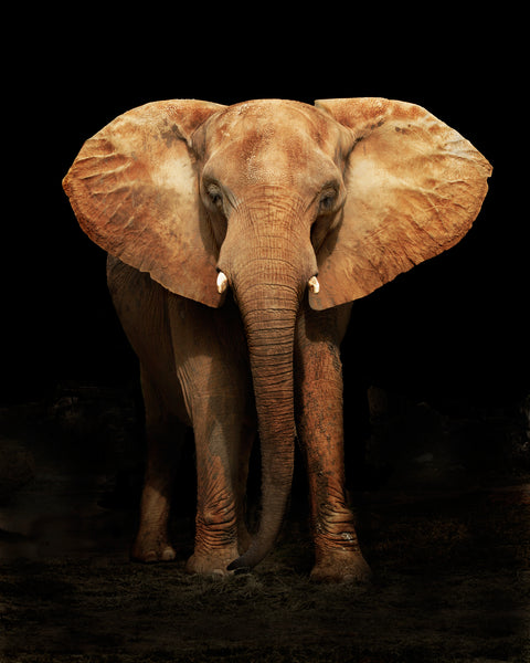 ELEPHANT FULL FRONT