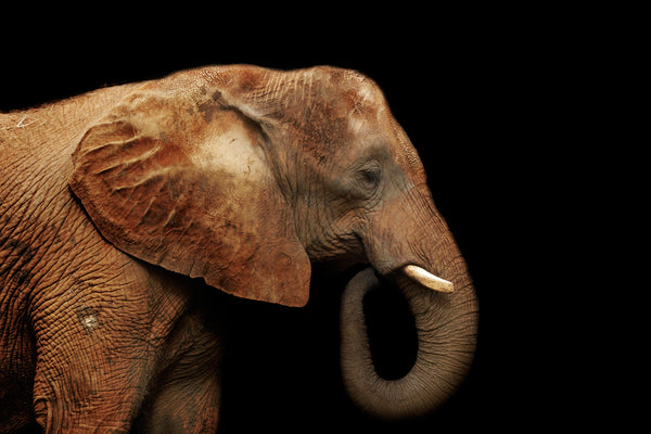 BROWN ELEPHANT PROFILE