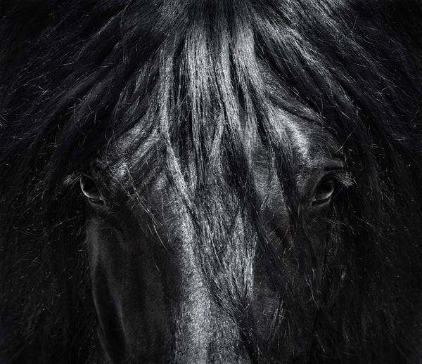 BLACK HORSE FACE