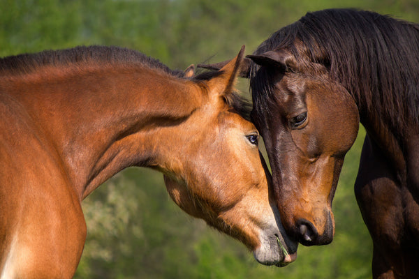 Two Brown Horses